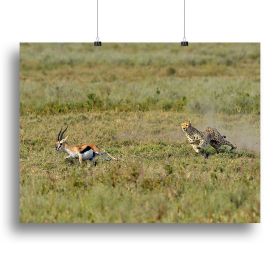 Cheetah Hunting Canvas Print or Poster (Type: Poster Print, size: 16" x 12" / 42cm x 30cm (approx))